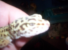 geico's face