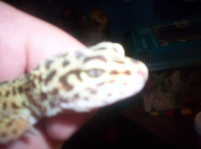 geico's face
