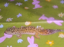 geico all stretched out