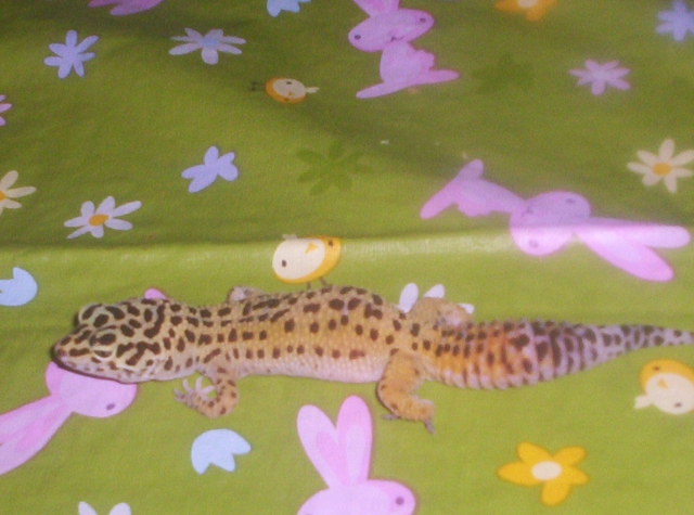 geico all stretched out