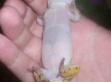 geico's belly