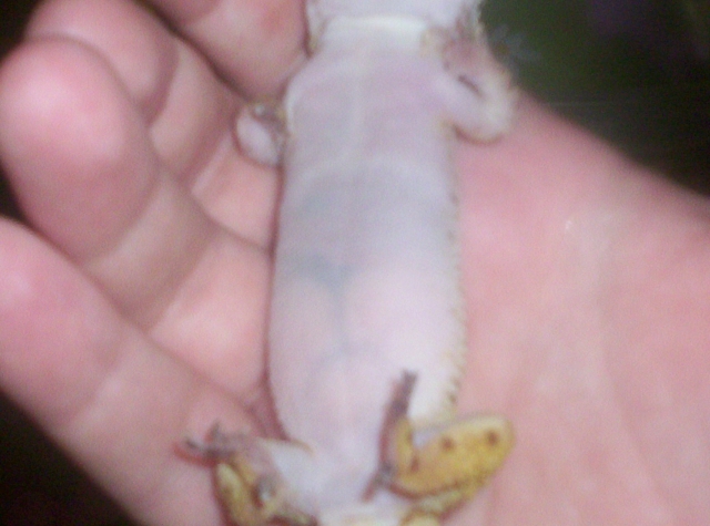 geico's belly