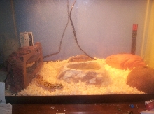 geico's home