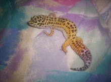 geico on the pillow