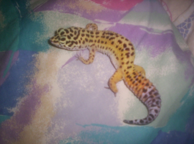geico on the pillow