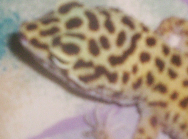 geico's head
