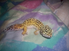geico
