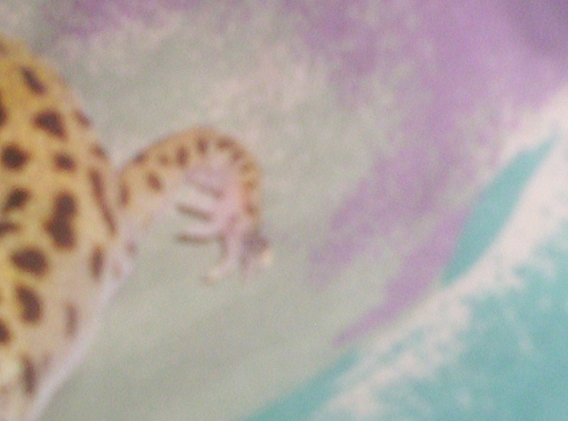 geico's arm