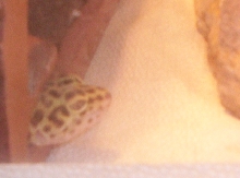 geico poking her head out