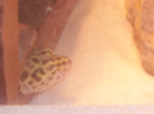 geico poking her head out