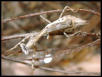 Parasphendale Affinis Mantis