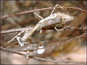 Parasphendale Affinis Mantis