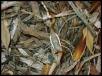 Parasphendale Affinis Mantis Female