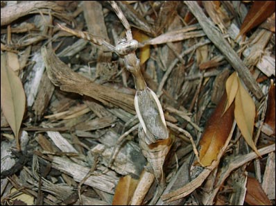 Parasphendale Affinis Mantis Female