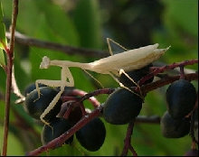 Egyptian Mantis