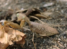 African Brown Female Mantis