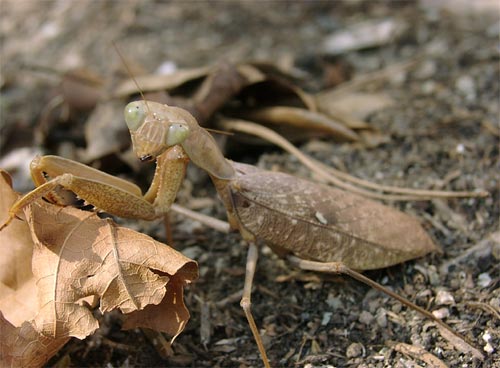 African Brown Female Mantis