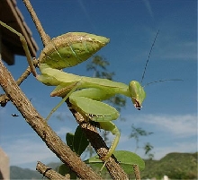 Female African Mantis Nymph