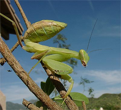 Female African Mantis Nymph