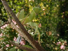 African Female Mantis Nymph 2