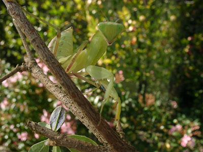 African Female Mantis Nymph 2