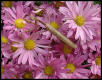 Carolina Mantis