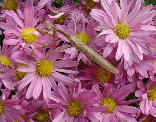Carolina Mantis