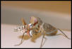Sphodromantis
