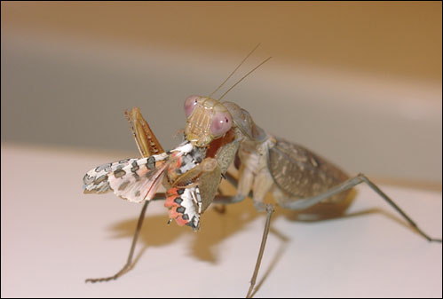 Sphodromantis