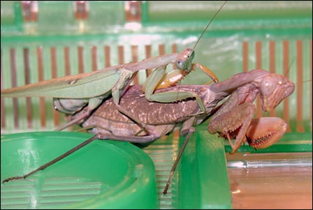 Sphodromantis Lineola Mantises Mating