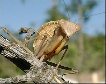 Sphodromantis Belachowski Male Nymph