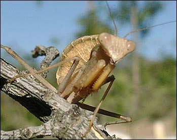Sphodromantis Belachowski Male Nymph