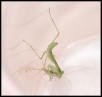 Sphodromantis Belachowski Nymph