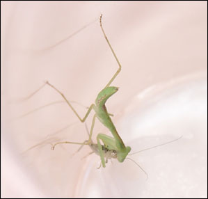 Sphodromantis Belachowski Nymph