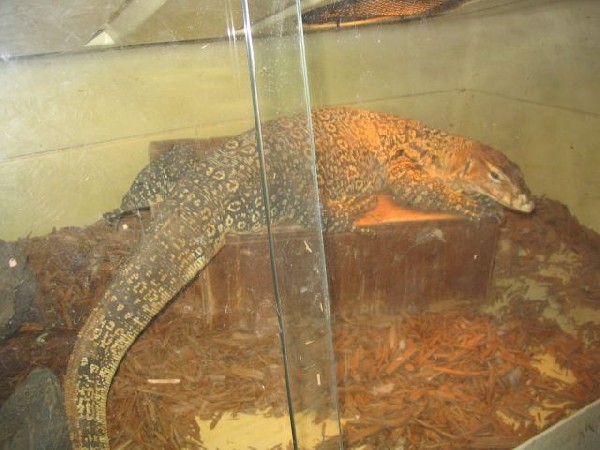 herry in cage