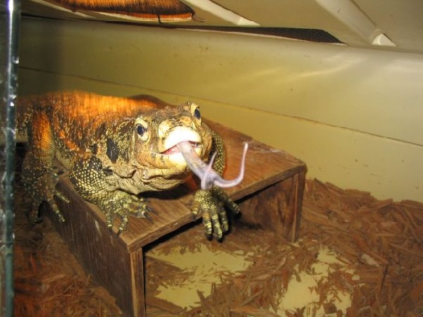 harry in cage
