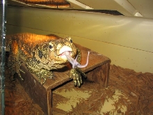 harry in cage