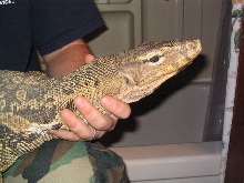 water monitor