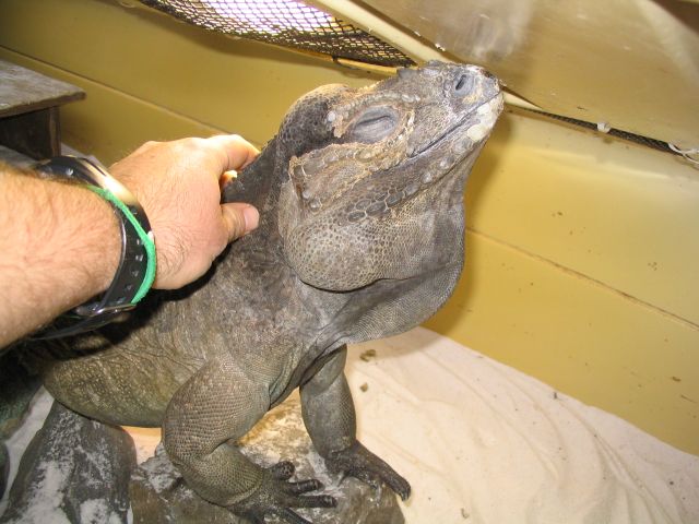 rhino jackson