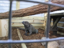 big jackson in new cage