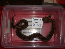 Dumeril's boa