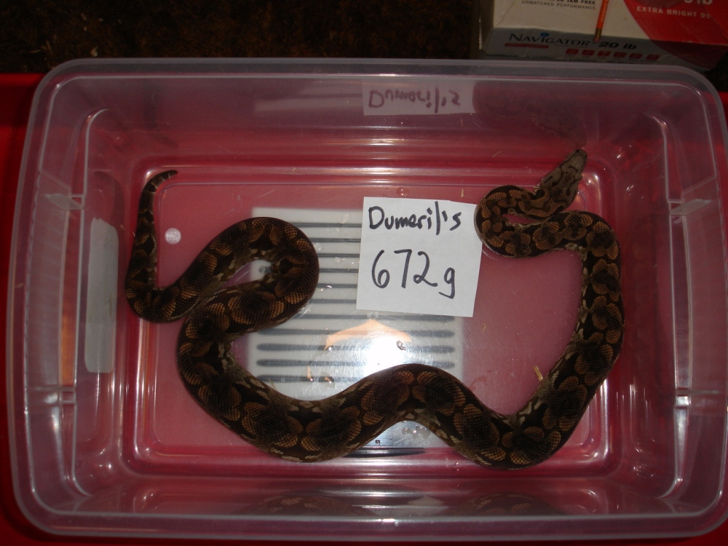 Dumeril's boa