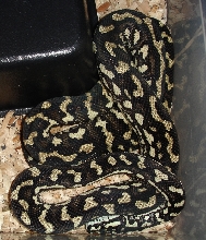 Jungle carpet python