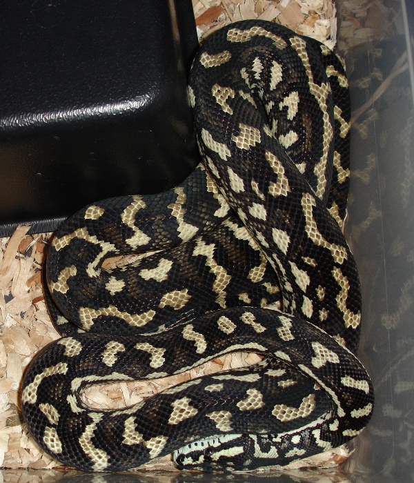 Jungle carpet python