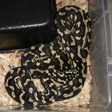 Jungle carpet python