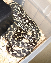 Jungle carpet python