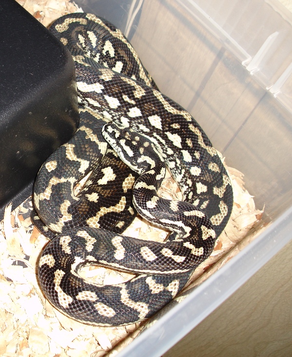 Jungle carpet python