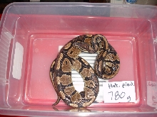 Het. for piebald male