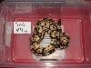 Pastel male