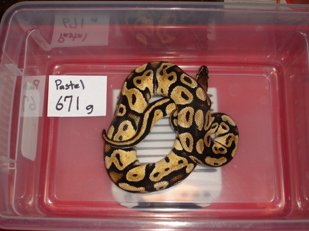 Pastel male